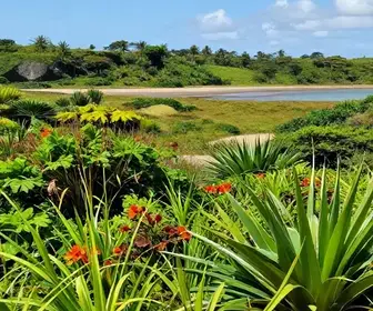 Baixada do Maciambú: A Beleza Natural e a Importância da Conservação em Palhoça