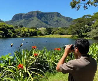 Guia Completo para a Observação de Aves em Palhoça: Ambientes e Dicas de Planejamento